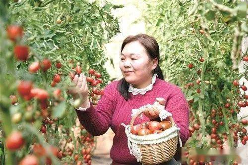 徐州乡村产业“招商地图”来了